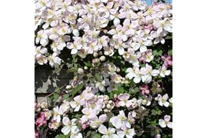 Bloomique - 2er-Set - Clematis Montana Tetrarose - Waldrebe - Rosa - Kletterpflanzen - Gartenpflanzen - Winterhart - 50-70 cm Hoch - Topf 15 cm