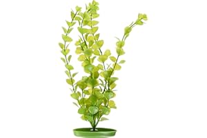 Marina aquascaper Moneywort Plantas Grandes, 30,5 cm