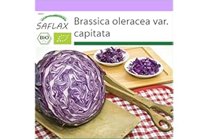 SAFLAX - BIO - Cavolo rosso - Red Drumhead - 250 semi - Brassica oleracea var. capitata