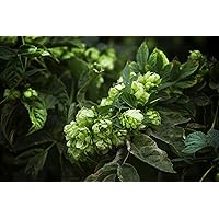 Echter Wilder Hopfen Bierhopfen - Selbst Bier brauen - Kletterpflanze - Humulus lupulus - 1 Pflanze - 60-80cm Topf 2Ltr.