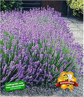 Lavendel Stauden Gartenpflanzen Lavandula Angustifolia 5 Stuck Amazon De Garten