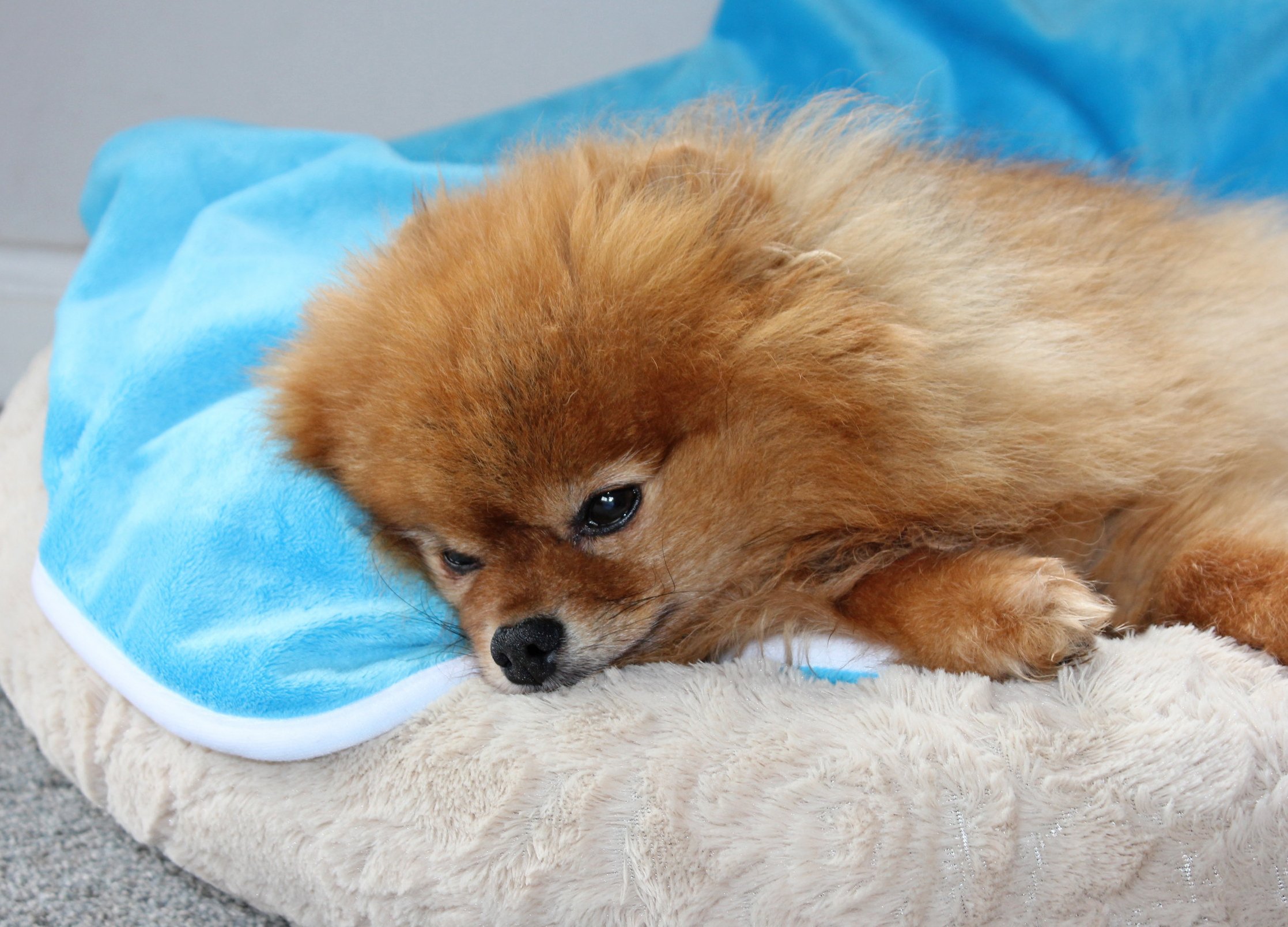 dog incontinence blanket