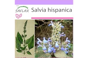 SAFLAX - Chia - 500 semi - Salvia hispanica