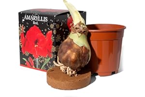 Amaryllis Red - 1 Large 20/22cm Hippeastrum with Pot & Coco Coir Block | Indoor Planting Set for Winter Flowers, Home Décor, Gardening Gifts, Flower Box by Jamieson Brothers