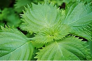 JUST SEED JustSeed - Salad - Perilla - Shiso Green - 150 Seeds - Economy Pack