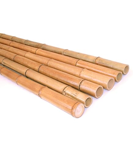 bambus-discount.com 1 Stck Bambusrohr 300cm hitzebehandelt mit dickem  8-10cm Durchmesser - Gedmpfte Bambusstange 3m lang : Amazon.de: Garten