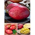 Native Earth Tommy Atkins Mango Grafted Plant - Hybrid Live Fruit Plant Height 3 Feet, Pack Of 1 Plant