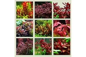 WASSERPFLANZEN WOLFF - 5 rote Aquariumpflanzen - 5 verschiedene Bunde, Set mit kräftigen Pflanzen, Sortiment ROT mit verschiedenen roten Farbtönen und Blattformen für den Mittelgrund im Aquarium