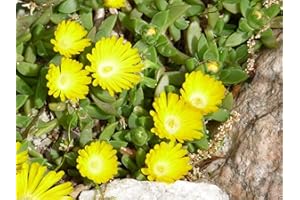SVI Delosperma congestum Gold Nugget (30 Samen) Sehr Kalt Hardy Sukkulenten Aptenia