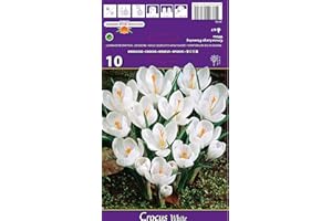 AGRONOM TESTED IN THE GARDEN AGRONOM | CROCUS - WHITE | Bulbos de flores perennes | Flores Blanco | Se cultivan en jardines de flores, macetas, se plantan en céspedes en flor | Paquete de 10 bulbos de flores