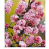BALDUR Garten Duft-Schneeball Dawn, 1 Pflanze, Viburnum bodnantense Winterschneeball, winterhart, mehrjährig, pflegeleicht, b