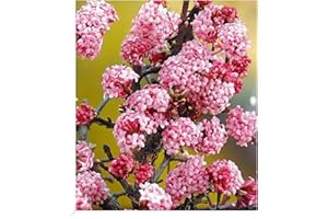 BALDUR Garten Duft-Schneeball Dawn, 1 Pflanze, Viburnum bodnantense Winterschneeball, winterhart, mehrjährig, pflegeleicht, blühend, Vanillie Duft, anspruchslose Pflanze