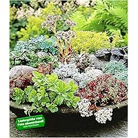 BALDUR Garten Winterharte Sedum-Mischung, 6 Pflanzen, Fetthennen Hauswurz Stauden Sortiment, mehrjährig