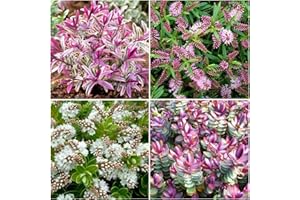 GROWON SHRUBS [x4] Hebe Collection | Variety-Pack | Evergreen Shrubs | Pot Plants