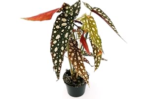 POWERS TO FLOWERS - BEGONIA MACULATA, pianta vera
