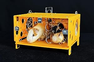 GuineaLoft™ Guinea Pig Cheese House - The Ultimate Guinea Pig Hideout by Seasoned Owners Who Tried Everything Out There - Exclusive by Guinea Loft