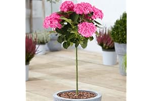 GARDENERSDREAM Hydrangea Macrophylla Tree Collection | Deciduous Trees for Small Gardens Patios Plant Borders | Potted Lollipop Blue, Pink, White & Red Trees | Climbing Hydrangea Flower (70-80cm (Incl. Pot), Pink)