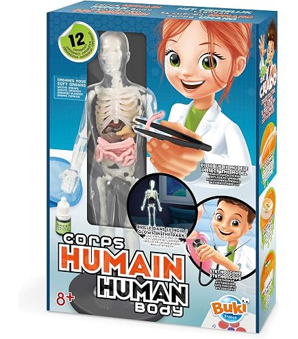 Baker Ross Kit Cuerpo Humano 4 Unidades | STEM Educativo De 31 Cm | Órganos De Espuma Autoadhesiva | Aprendizaje Interactivo