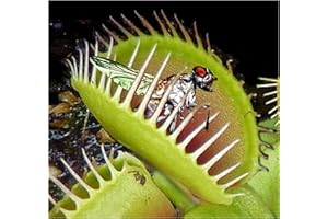 MOKUZAI Carnivorous Plant Potting Soil - 1 Litre Venus Fly Trap, Sarracenia & Terrarium Repotting Compost - PureGrow® Hydrate at Home