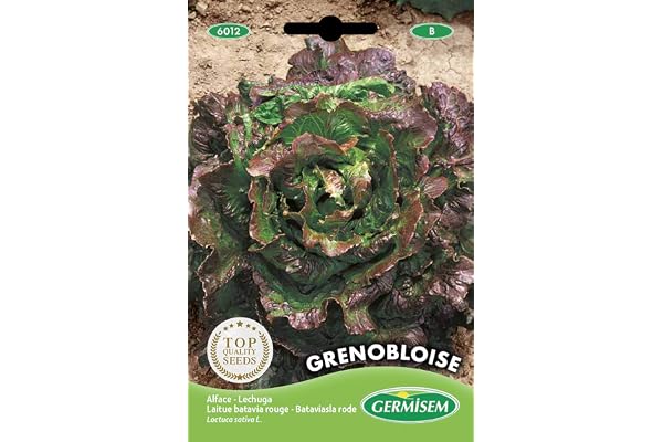 Germisem graines Laitue batavia rouge GRENOBLOISE