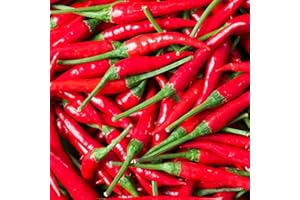 CHILLI MASH CO. FERMENTS & PUREES - SAUCES - JAMS - SALTS - OILS Fresh Red Bird's Eye Chilli | 1kg | Chilli Mash Company