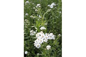 WASSERPFLANZEN WOLFF - Achillea ptarmica - Sumpf- Schafgarbe - STAUDE DES JAHRES 2021! - Qualitätsstaude durchwurzelt im 9x9 cm Topf - Bienenweide!
