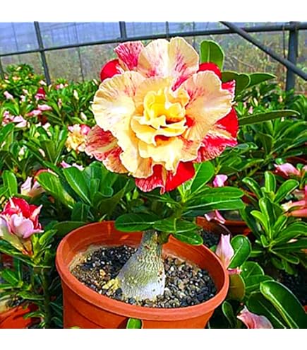 Wüstenrose Zwiebel - Winterharte Pflanze Für Sonnige Standorte