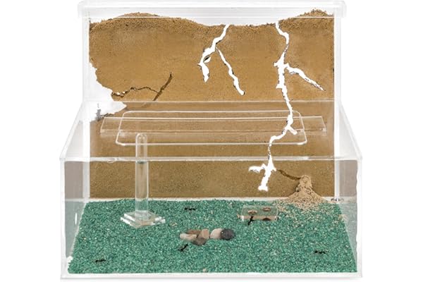 AntHouse - Fourmilière de Sable Naturel | Modèle L (Sandwich + mangeoire) | Y Compris la colonie de Fourmis