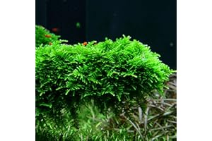 DK Aquatics VESICULARIA LIVE AQUARIUM CHRISTMAS JAVA MOSS 10g-100g (10g)
