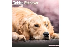 Golden Retriever Calendar 2026 Square Dog Breed Wall Calendar - 16 Month