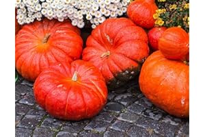 MES GRAINES POTAGÈRES Lot de 25 Graines de Potiron-Giraumon Rouge Très Hâtif D'Etampes - Variété Françaises - Croissance Rapide - Se Conserve Rapidement - Chair Rouge Vif en terrain peu calcique - Reproductibles