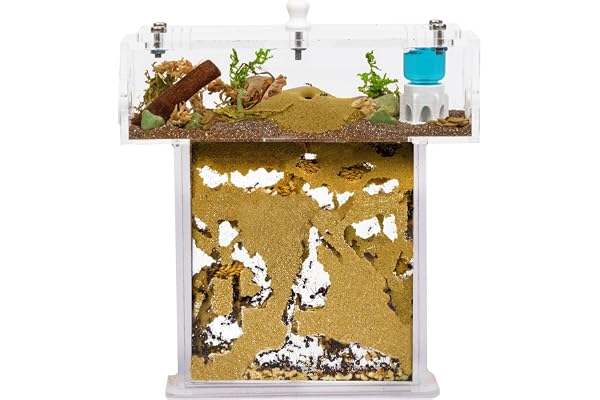 Kit ANTHOUSE Fourmelière de Sable Acrylique en Forme de T Mini - Sandwich 14x5x14 cm et Boîte de Fourragement - Fourmilière avec Fourmis Vivantes Incluses (Reine, Ouvrières, Œufs et Larves)