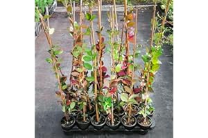 GENERICO Gelsomino Rampicante, 10 piante alte 40/60 cm, vaso Ø8