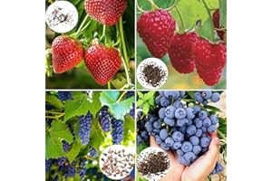 Luojuny Graines de Fraise, 1600 graines de Fraise nutritives Non OGM Bien adaptées Pleines de vitalité comestibles à Croissance Rapide Fruits sucrés Fraise Raisin graines de Myrtille Fournitures
