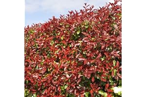 GARDENERSDREAM Photinia fraseri 'Red Robin' Arbusto - Seto de privacidad perenne, planta de jardinería de rápido crecimiento, arbusto rojo resistente para pantalla al aire libre