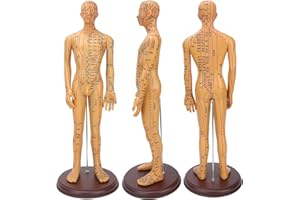 BHDK Modelo de acupuntura Humana, Modelo de acupuntura Masculina Profesional de 50 cm de Altura con Puntos meridianos precisos, para el Aprendizaje y la práctica de la acupuntura