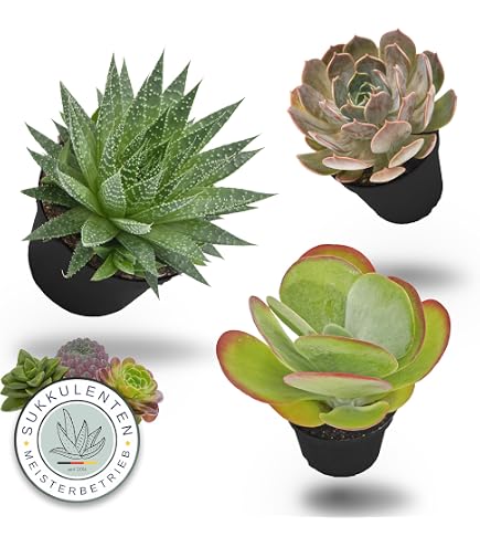 where can you buy aloe vera plant Aloe Vera Plant for Sale | Shop Houseplants for Sale