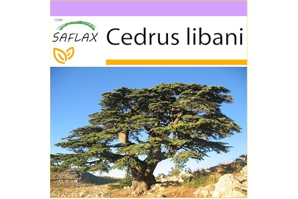 SAFLAX - Cèdre du Liban - 20 graines - Cedrus libani