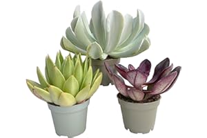 CLOUDS HILL SUCCULENTS Set of Mixed Echeveria Plants - Assorted Varieties - Easy to Grow Succulents - Indoor Decor Collection (3 Premium Plants)