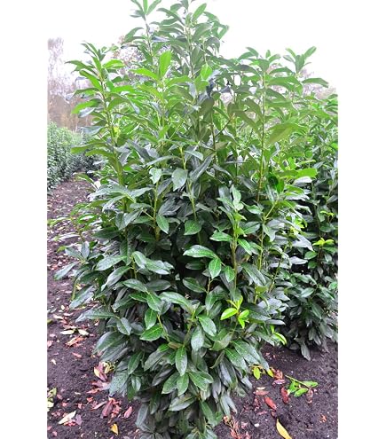 Kirschlorbeer Genolia  Containerpflanzen 100-120 cm : Amazon.de: Garten