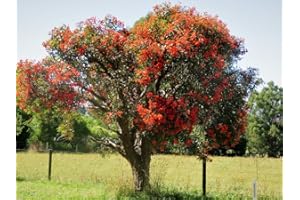 GROW YOUR SECRET GARDEN Eucalyptus ficifolia 5 Seeds- Red Flowering Gum - One of The Best Flowering Eucalyptus