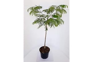 PFLANZEN BÖRING Albizia julibrissin Ombrella, Seidenbaum, Schlafbaum, Seidenakazie, Höhe: 110-120 cm + Dünger