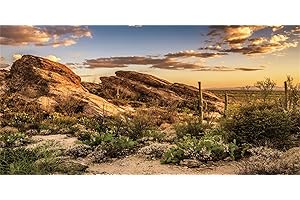MIRRORANG 120x46cm Rettile Habitat Sfondo Blu Cielo Oasi Cactus Sole e Deserto Terrario Sfondo Vinile Sfondo
