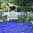 100+ SEEDS- Very Low Maintenance Magic Blue Creeping Thyme Seeds for Planting Ground Cover Plants Flowers Perennial Thyme Non-GMO Thymus Serpyllum