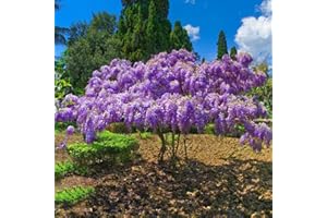 BRKENT 80 Piezas Planta De Glicina Semillas Resistentes Al Invierno, Plantas De Interior Purificadoras De Aire Semillas De Glicina - Wisteria Sinensis - Plantas De Jardín Semillas De Plantas Cultiv