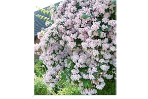 BALDUR Garten Rosa Perlmuttstrauch, 1 Pflanze, bienenfreundlich, winterhart, pflegeleicht, Wasserbedarf gering, für Standort im Schatten geeignet, blühend, Kolkwitzia amabilis Rosea