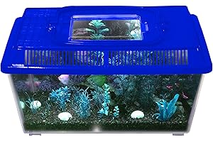 INNOVA BRANDS Innova Plastic Transparent Blue 1.2L Terrarium Box, Container Aquarium Tank