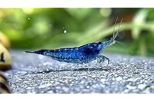 WaterPlants 5 Blue Dream Zwerggarnelen, Garnelen Aquarium