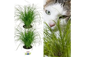Carbeth Plants 2 x Cat Grass Cyperus ‘Zumula’ in 13cm Pots - Safe Non Toxic Grass for Cats - Pet Friendly Indoor Catnip Plant for Digestion & Wellbeing - Easy to Grow Houseplant