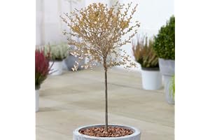 Cerisier à fleurs nain du Japon | Arbres d'ornement nains Fuji en pot pour petits jardins